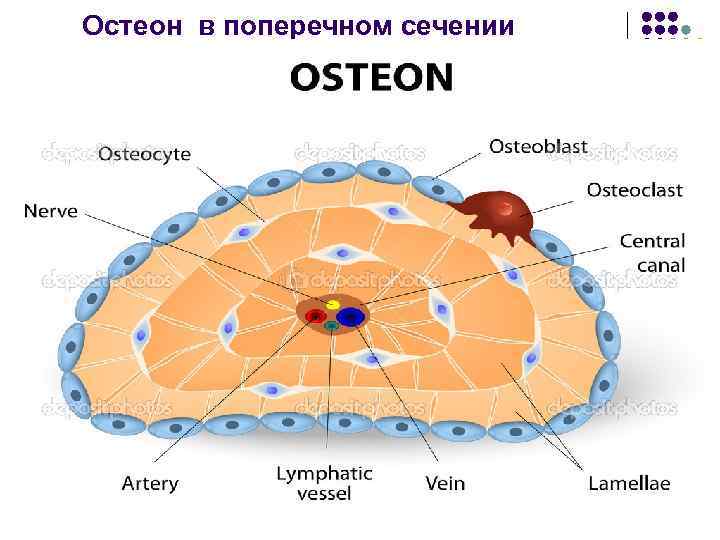 Остеон в поперечном сечении 