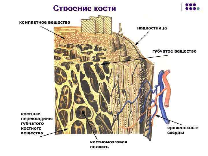 Строение кости 