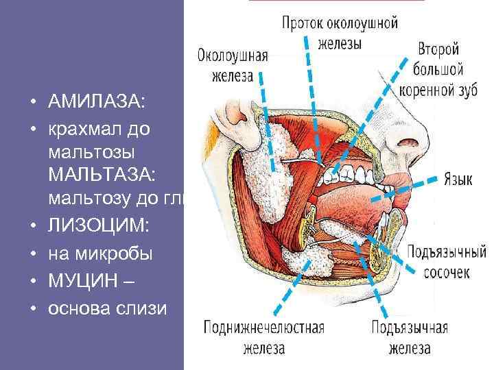     А • АМИЛАЗА:  • крахмал до  мальтозы 