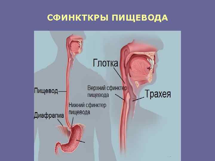 СФИНКТКРЫ ПИЩЕВОДА 