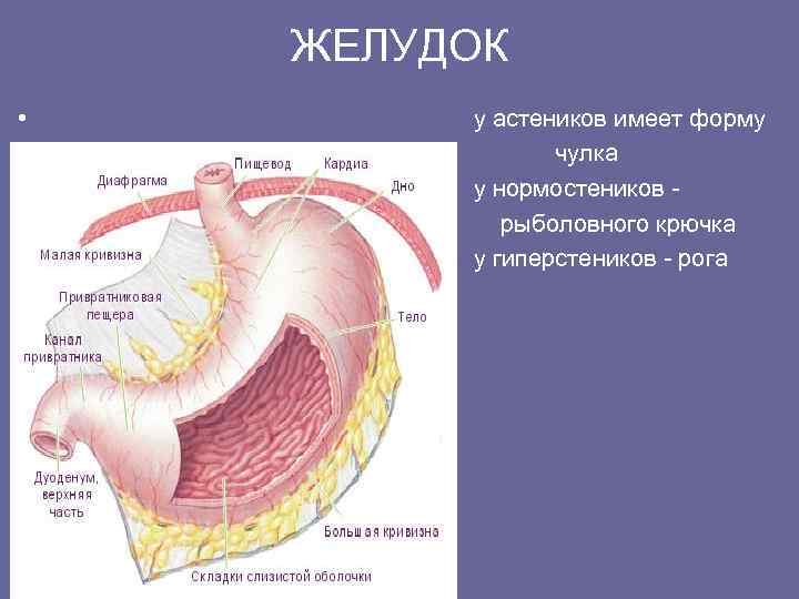   ЖЕЛУДОК •   у астеников имеет форму •   