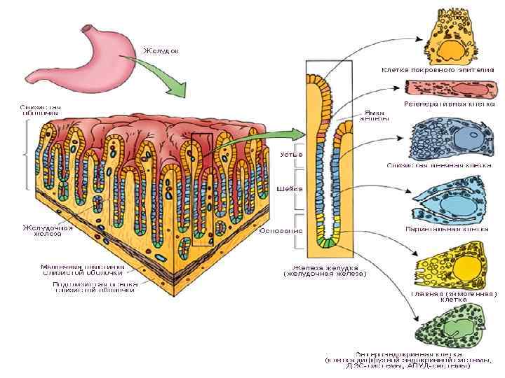 АУСКУЛЬТАЦИЯ 