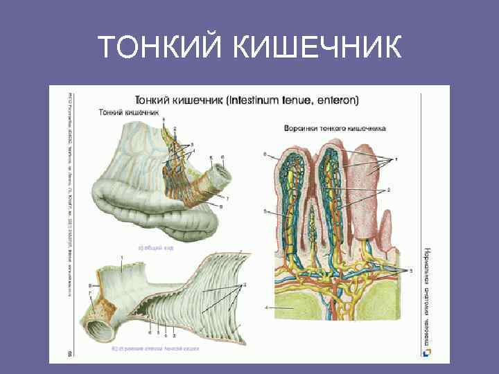 ТОНКИЙ КИШЕЧНИК 