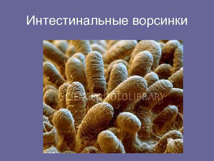 Интестинальные ворсинки 