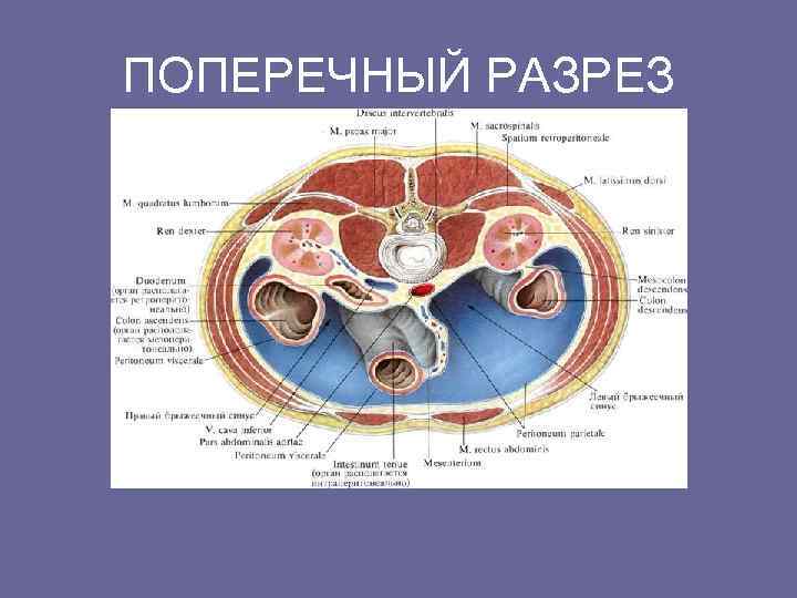 ПОПЕРЕЧНЫЙ РАЗРЕЗ 