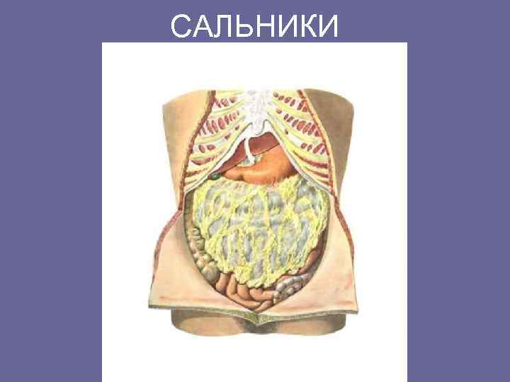 САЛЬНИКИ 