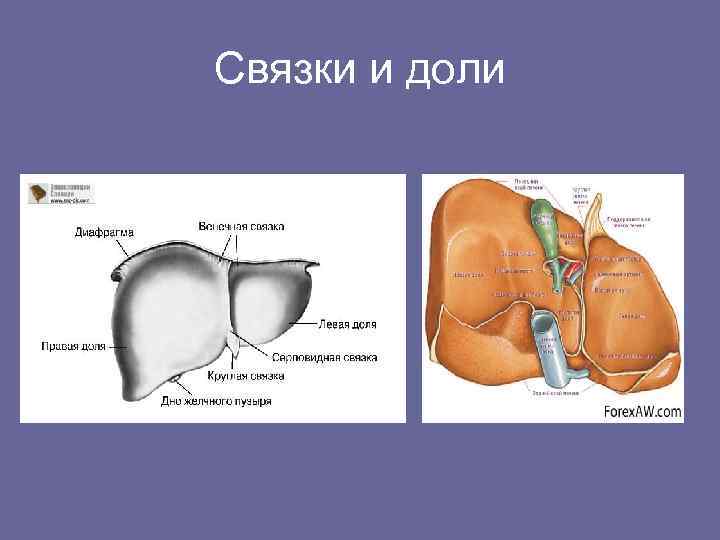 Связки и доли 