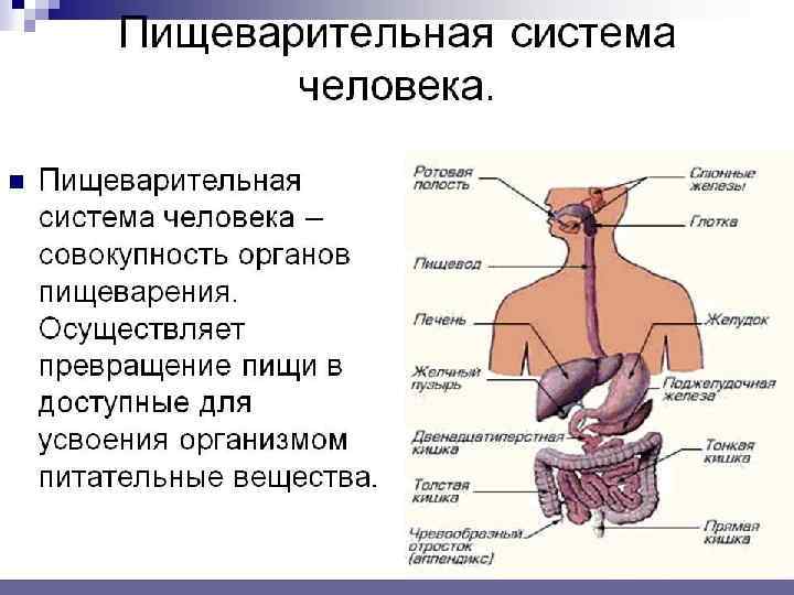СОСТАВ ЦИРКУЛИРУЮЩЕЙ КРОВИ   • Плазма – 60 %   • Форменные