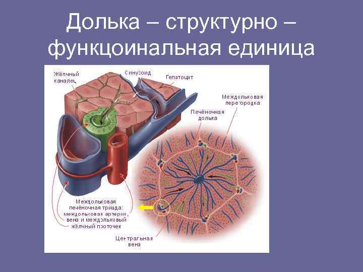  Долька – структурно – функцоинальная единица 