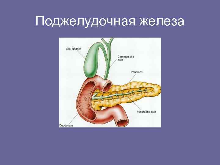 Поджелудочная железа 