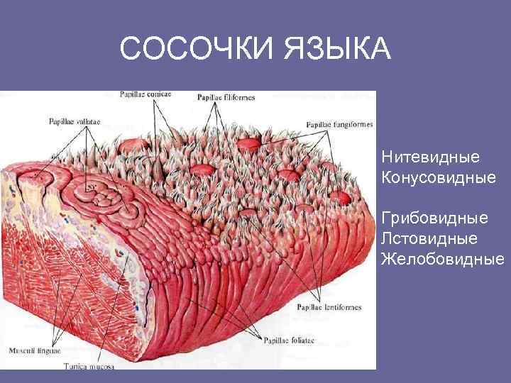 СОСОЧКИ ЯЗЫКА    Нитевидные   Конусовидные   Грибовидные  