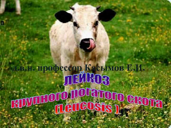 д. в. н. профессор Касымов Е. И. 