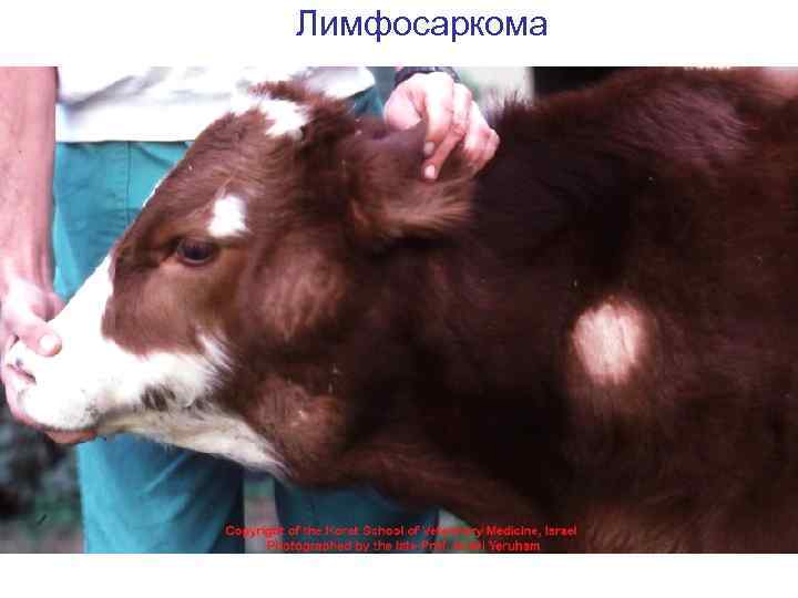 Лимфосаркома 