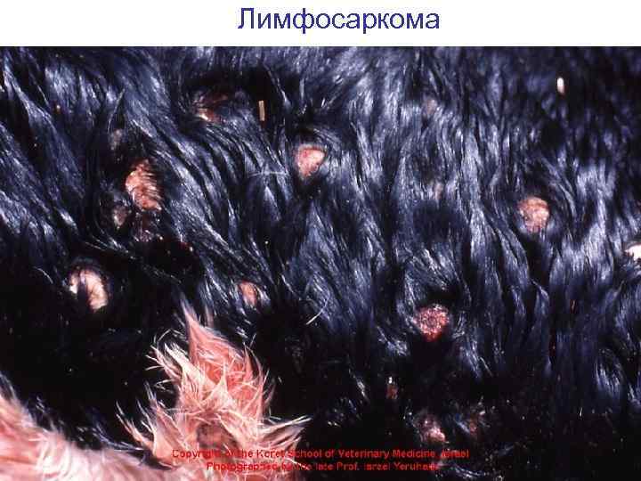 Лимфосаркома 