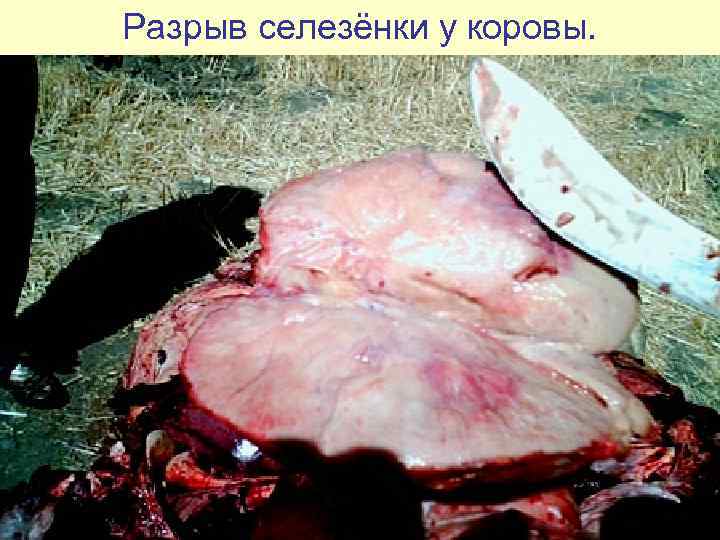 Разрыв селезёнки у коровы. 