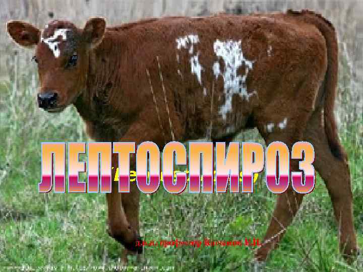 (Leptospirosis) д. в. н. профессор Касымов Е. И. 