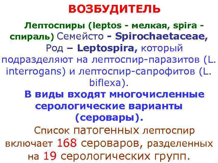   ВОЗБУДИТЕЛЬ Лептоспиры (leptos - мелкая, spira - спираль) Семейсто - Spirochaetaceae, 