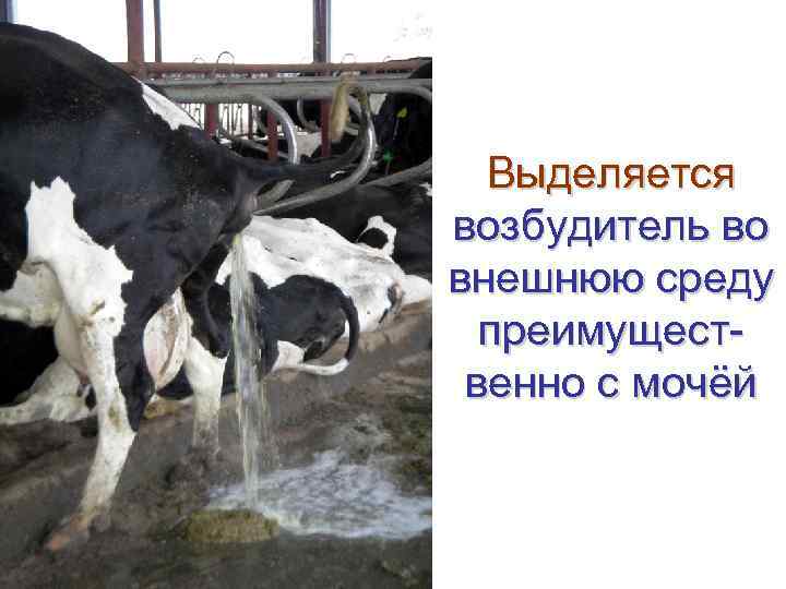  Выделяется возбудитель во внешнюю среду  преимущест- венно с мочёй 
