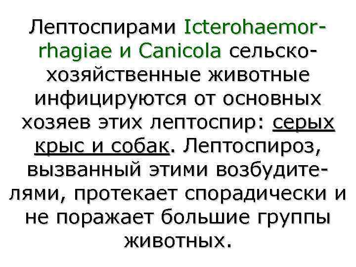  Лептоспирами Icterohaemor-  rhagiae и Canicola сельско- хозяйственные животные  инфицируются от основных
