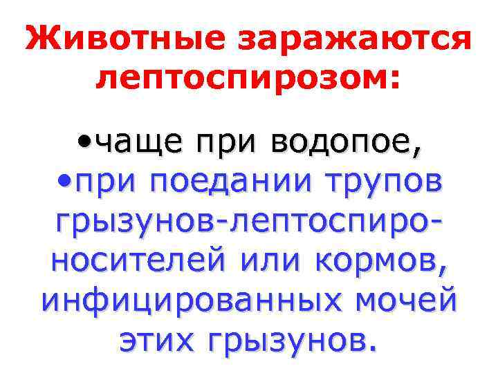 Животные заражаются  лептоспирозом: • чаще при водопое,  • при поедании трупов грызунов-лептоспиро-