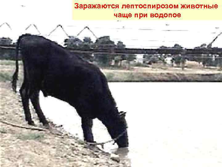 Заражаются лептоспирозом животные   чаще при водопое 