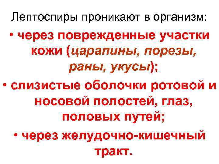  Лептоспиры проникают в организм: • через поврежденные участки  кожи (царапины, порезы, 