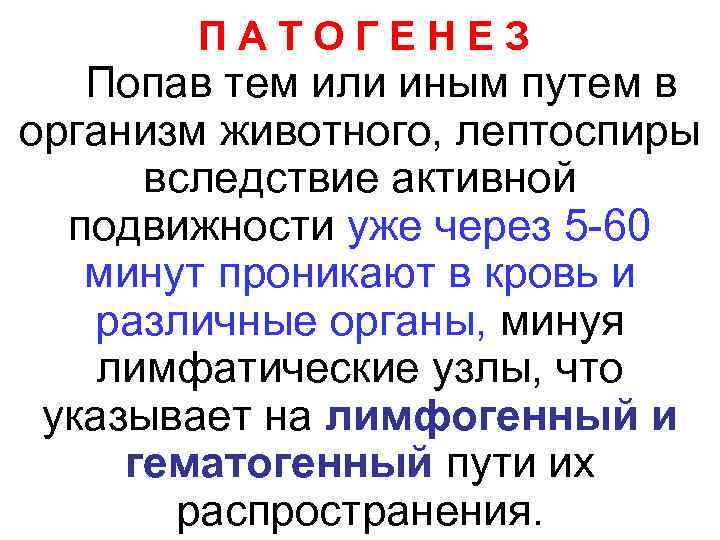   ПАТОГЕНЕЗ  Попав тем или иным путем в организм животного, лептоспиры 