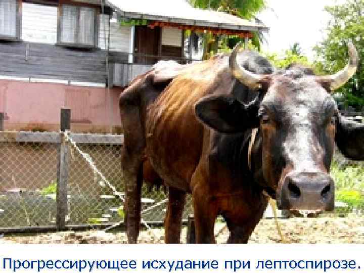 Прогрессирующее исхудание при лептоспирозе. 
