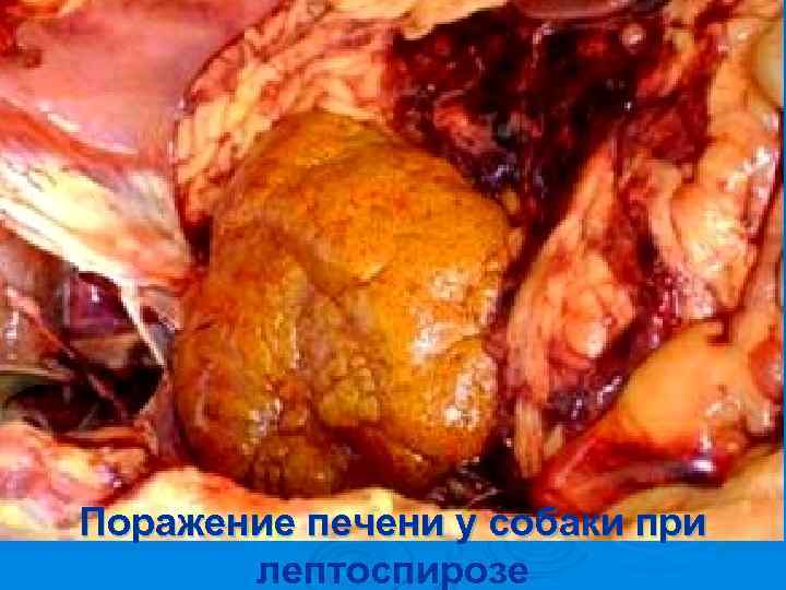 Поражение печени у собаки при  лептоспирозе 
