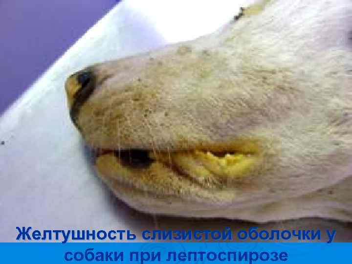 Желтушность слизистой оболочки у собаки при лептоспирозе 