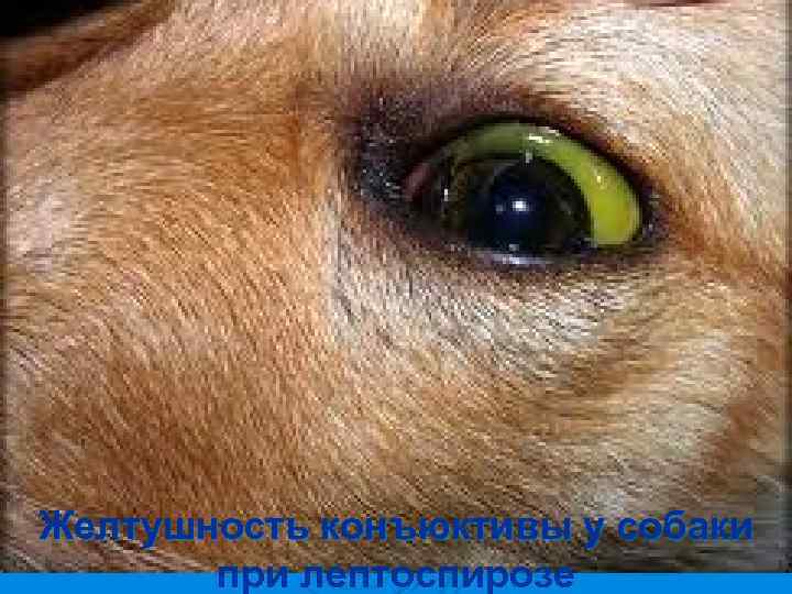 Желтушность конъюктивы у собаки  при лептоспирозе 