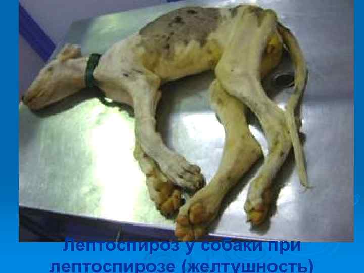  Лептоспироз у собаки при лептоспирозе (желтушность) 