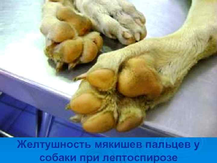 Желтушность мякишев пальцев у  собаки при лептоспирозе 