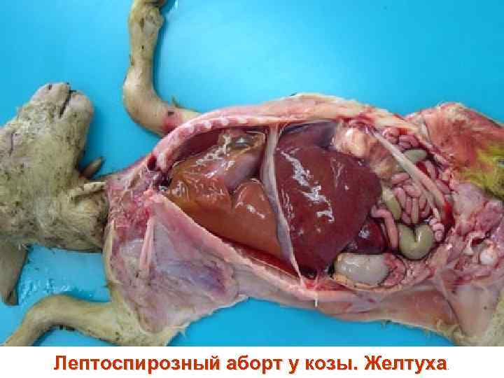 Лептоспирозный аборт у козы. Желтуха. 
