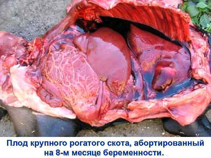Плод крупного рогатого скота, абортированный   на 8 -м месяце беременности. . 