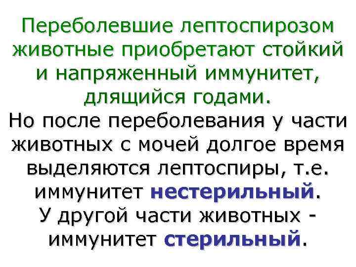  Переболевшие лептоспирозом животные приобретают стойкий  и напряженный иммунитет,   длящийся годами.