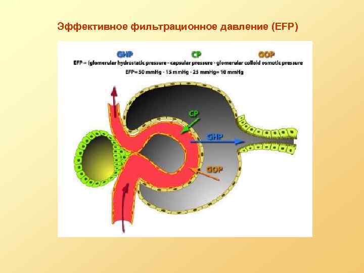 Эффективное фильтрационное давление (EFP) 