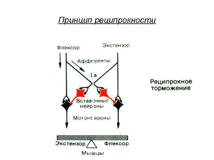 Принцип реципрокности 