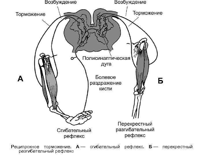 Сгибательный рефлекс физиология схема