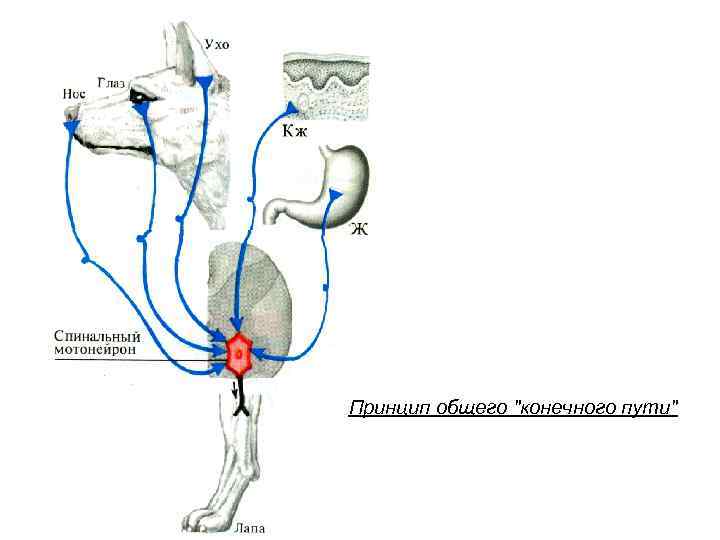 Принцип общего конечного пути. Принцип общего конечного пути в ЦНС. Принцип общего конечного пути физиология схема. Принцип субординации схема. Принцип соподчинения физиология.
