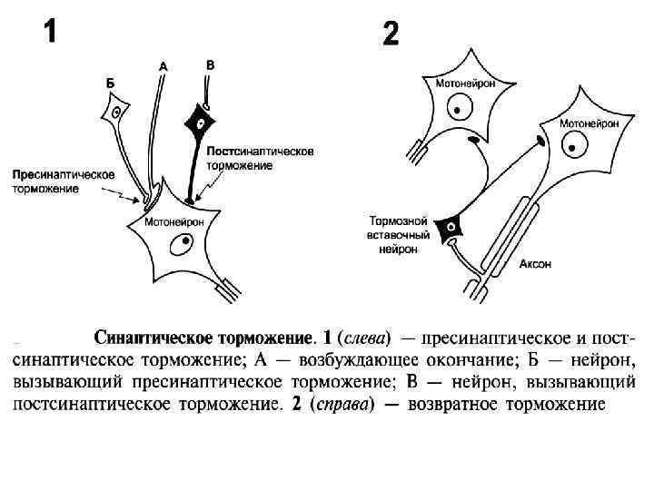 Схема торможения мотонейронов дуги сгибательного рефлекса в опыте сеченова