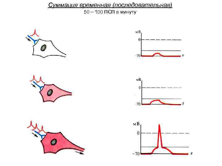 Суммация временная (последовательная) 50 – 100 ПСП в минуту 