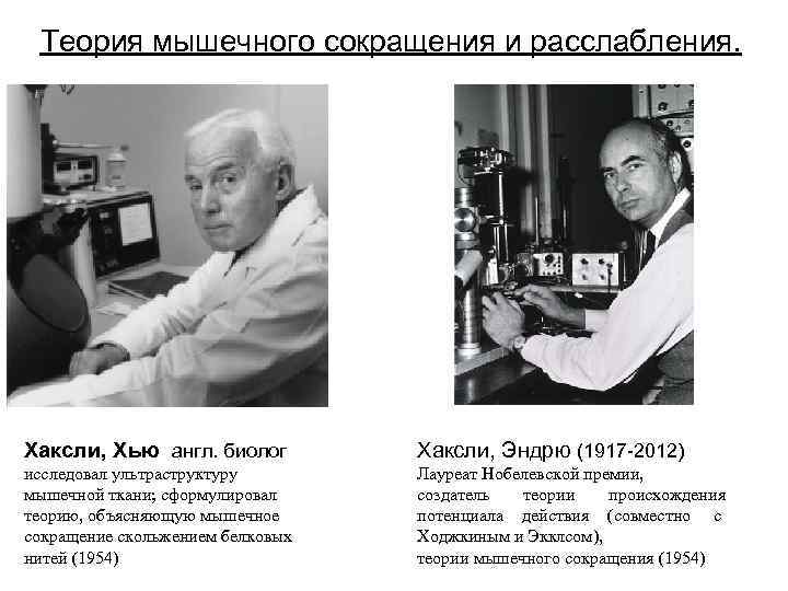  Теория мышечного сокращения и расслабления. Хаксли, Хью англ. биолог   Хаксли, Эндрю