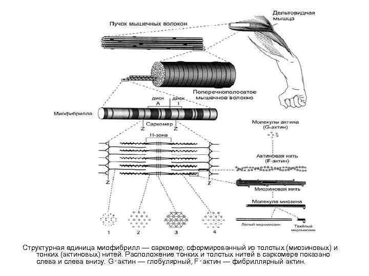 Структурная единица миофибрилл — саркомер, сформированный из толстых (миозиновых) и тонких (актиновых) нитей. Расположение
