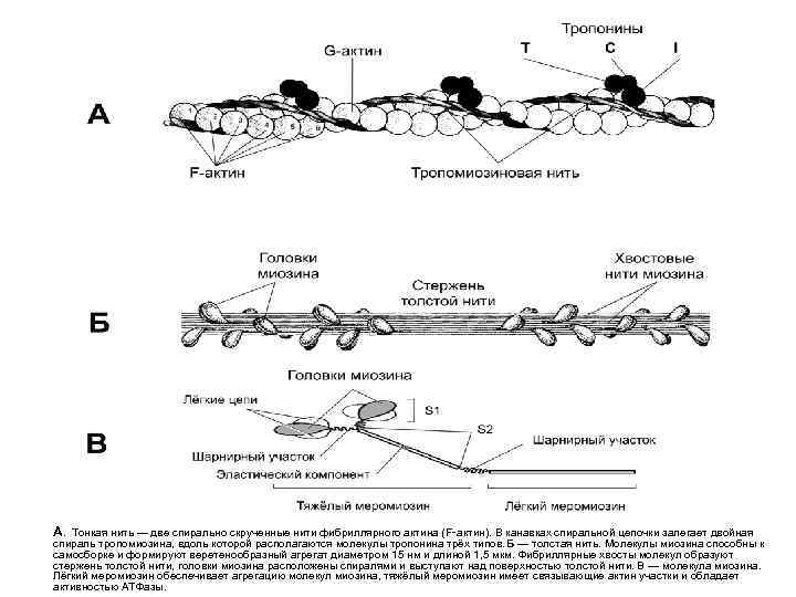   А. Тонкая нить — две спирально скрученные нити фибриллярного актина (F‑актин). В