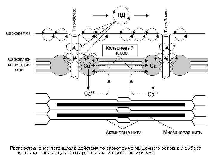 Распространение потенциала действия по сарколемме мышечного волокна и выброс ионов кальция из цистерн саркоплазматического