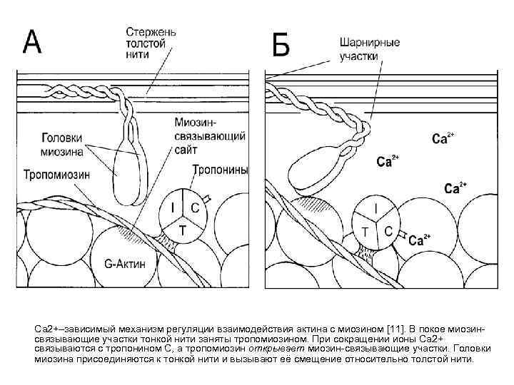   Ca 2+–зависимый механизм регуляции взаимодействия актина с миозином [11]. В покое миозин-