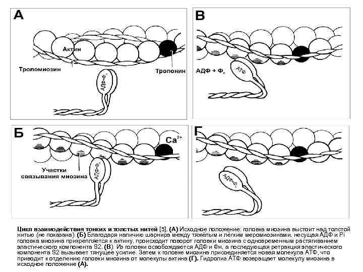   Цикл взаимодействия тонких и толстых нитей [5]. (А) Исходное положение: головка миозина