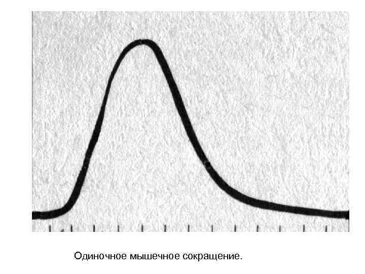 Одиночное мышечное сокращение. 