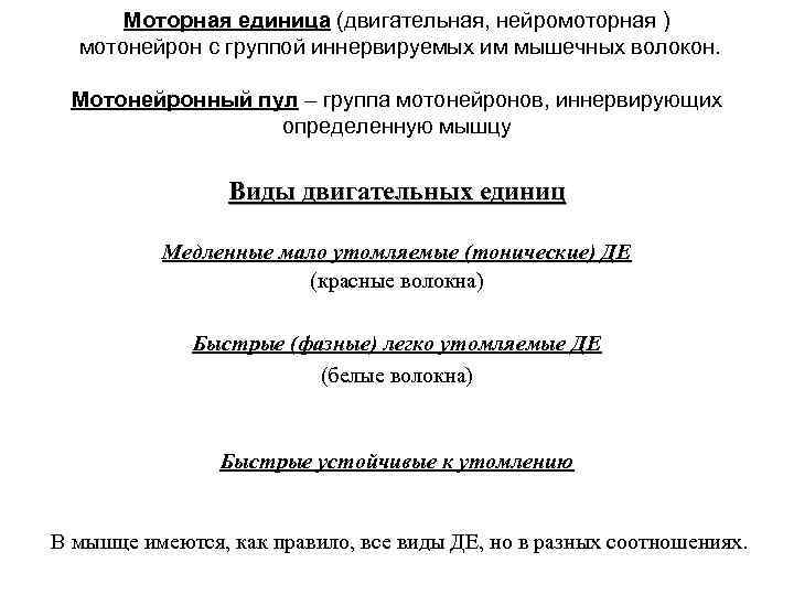   Моторная единица (двигательная, нейромоторная )  мотонейрон с группой иннервируемых им мышечных